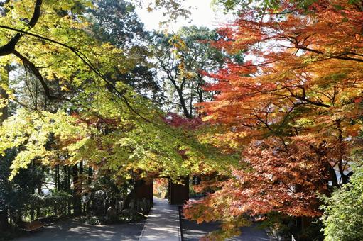 大興善の紅葉 大興善の紅葉の写真
