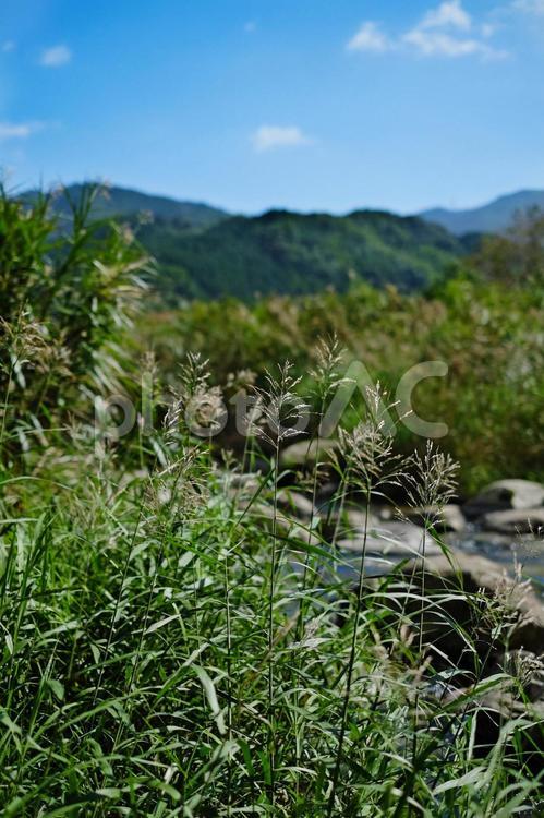 初秋の風景 すすき,川,山の写真素材