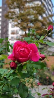 深紅の薔薇 薔薇,ローズ,バラの写真素材