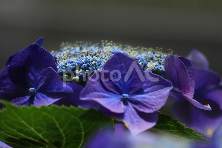 ガクアジサイ アジサイ,あじさい,紫陽花の写真素材