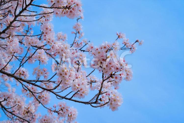 桜と青空 桜,サクラ,さくらの写真素材