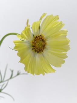 黄色のコスモスの花 花,コスモス,植物の写真素材