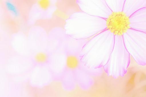 淡いクローズアップコスモスの背景 コスモス,秋,花の写真素材