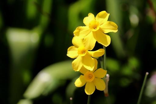 日に照らされる小花の黄水仙 日に照らされる小花の黄水仙 水仙,スイセン,黄水仙の写真素材
