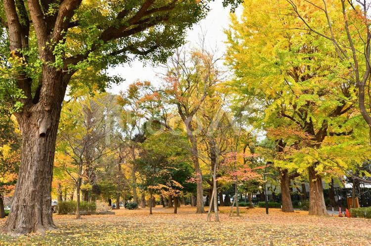 秋の紅葉した樹木のある公園 風景,イチョウ,紅葉の写真素材