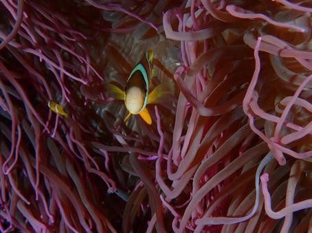 クマノミとイソギンチャク クマノミ,イソギンチャク,魚の写真素材