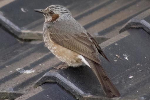 ヒヨドリ ヒヨドリの写真