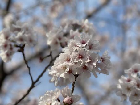 桜 桜の写真