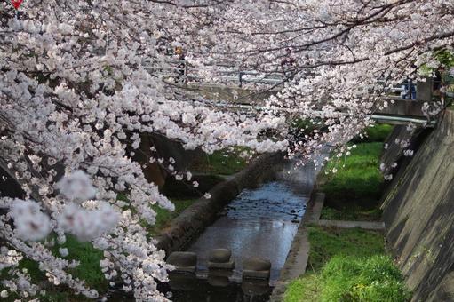 志井川の桜並木 志井川の桜並木 さくら,春,サクラの写真素材