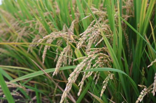 稲穂 稲穂の写真
