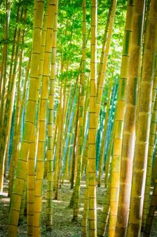 栃木県　竹林 栃木,栃木県,宇都宮市の写真素材