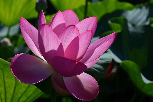 神聖な花 神聖な花 ハス,花,ハス科の植物の写真素材