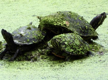 甲羅干しをするカメ 甲羅干しをするカメの写真