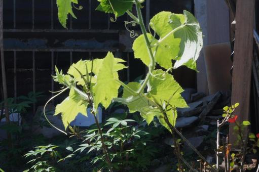 Photo, plant, loofah, dumpling, 
