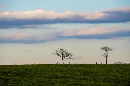 地平線に佇む裸木と水平に流れる雲 牧草地,一本の木,夕暮れ時の写真素材