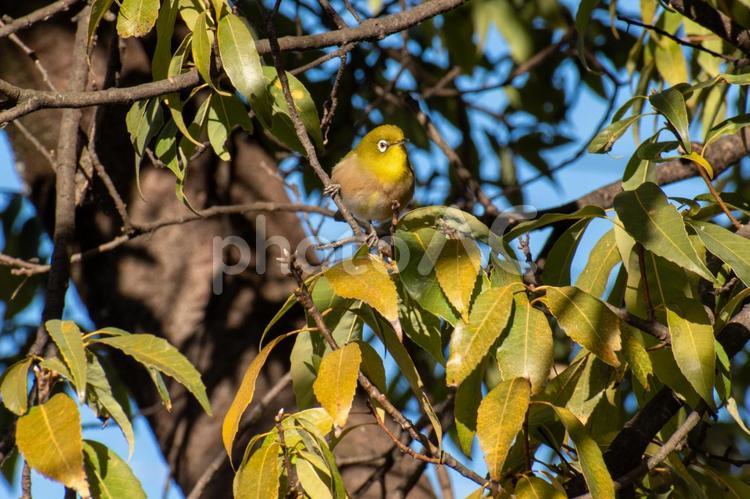 何か狙っているメジロちゃん メジロ,黄色,野鳥の写真素材