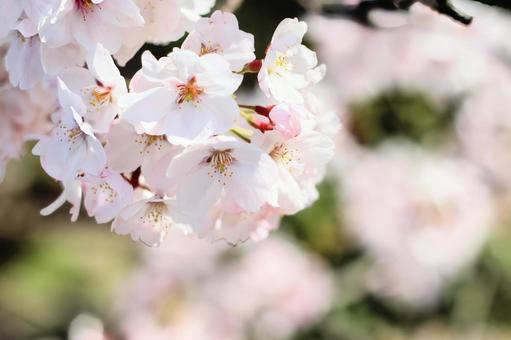 桜 桜の写真
