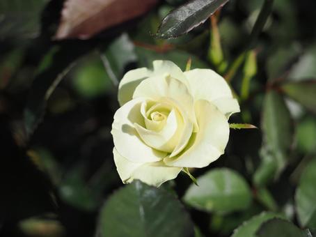 バラ園にて綺麗な薔薇を撮影しました バラ園にて綺麗な薔薇を撮影しましたの写真