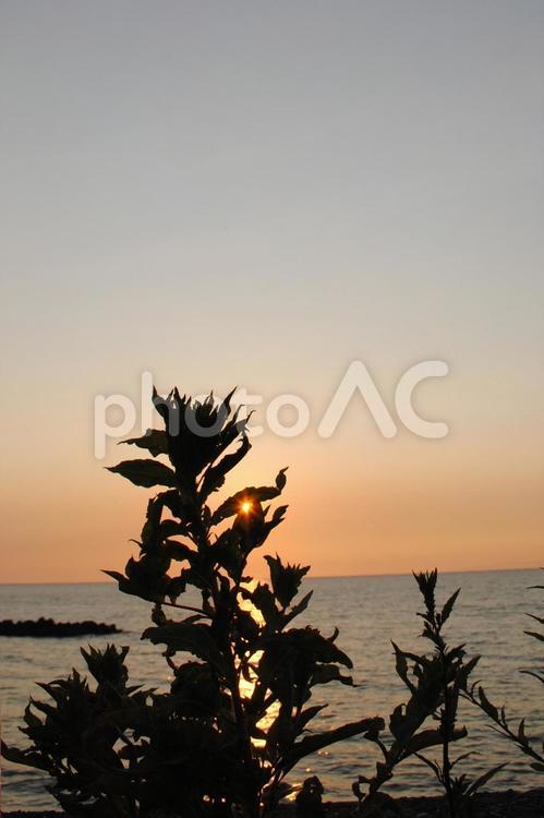 夕焼けと海と雑草 夕焼け,海,雑草の写真素材