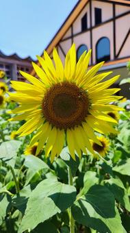 夏を抱きしめる花畑 夏を抱きしめる花畑 ひまわり,洲原ひまわりの里,黄金色の花畑の写真素材