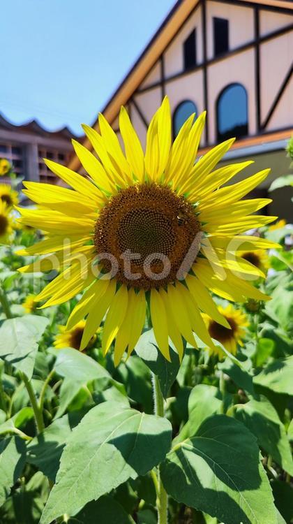 夏を抱きしめる花畑 ひまわり,洲原ひまわりの里,黄金色の花畑の写真素材
