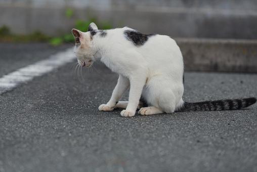飽きて視線を外す牛柄猫 牛柄猫,cawcat,ハチワレ猫の写真素材