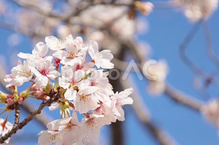 満開の桜の花のクローズアップ 桜,桜の花,満開の写真素材