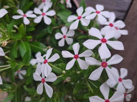 小さな花の写真