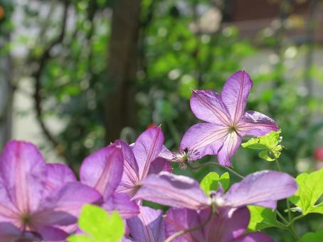 クレマチス クレマチス クレマチス,花弁,おしべの写真素材