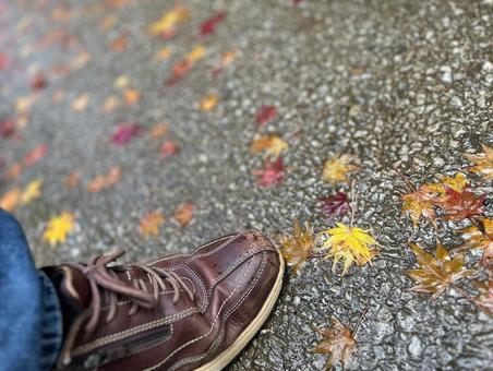 雨上がり 雨上がり 雨上がり,落ち葉,紅葉の写真素材