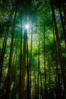 栃木県　竹林 栃木,栃木県,宇都宮市の写真素材