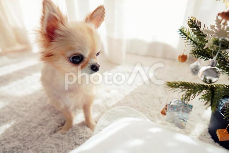 クリスマスツリーの飾りを見るチワワ チワワ,小さい,可愛いの写真素材