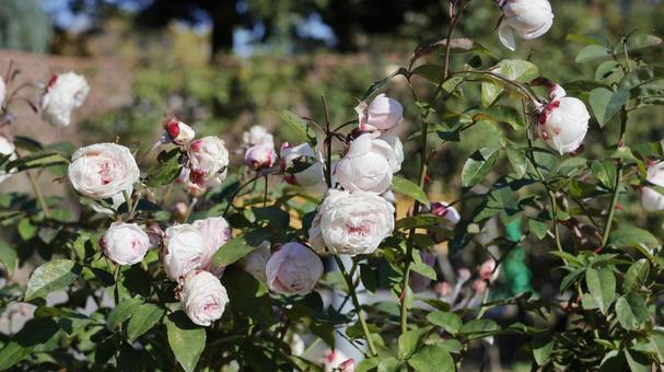 【花の写真】ばらの花 rose,植物,園芸の写真素材