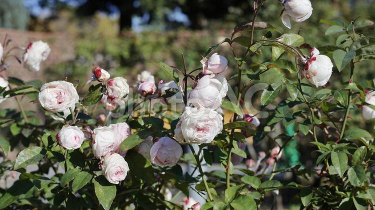 【花の写真】ばらの花 rose,植物,園芸の写真素材