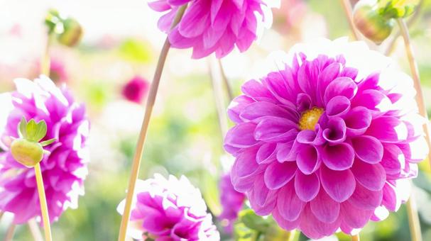 ダリア ダリアの写真