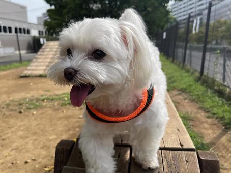 ドッグランで遊ぶ犬 ドッグランで遊ぶ犬の写真
