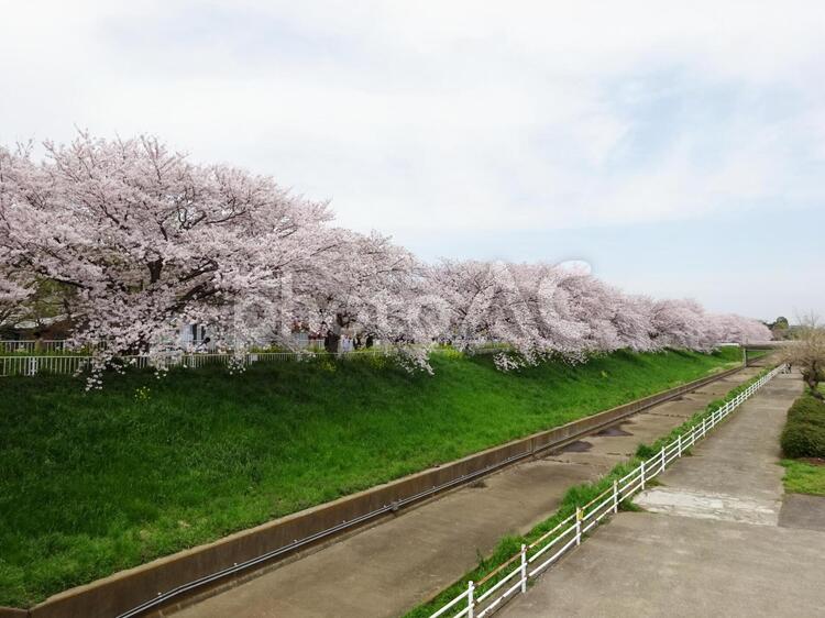 日本の桜２ さくら,桜,サクラの写真素材