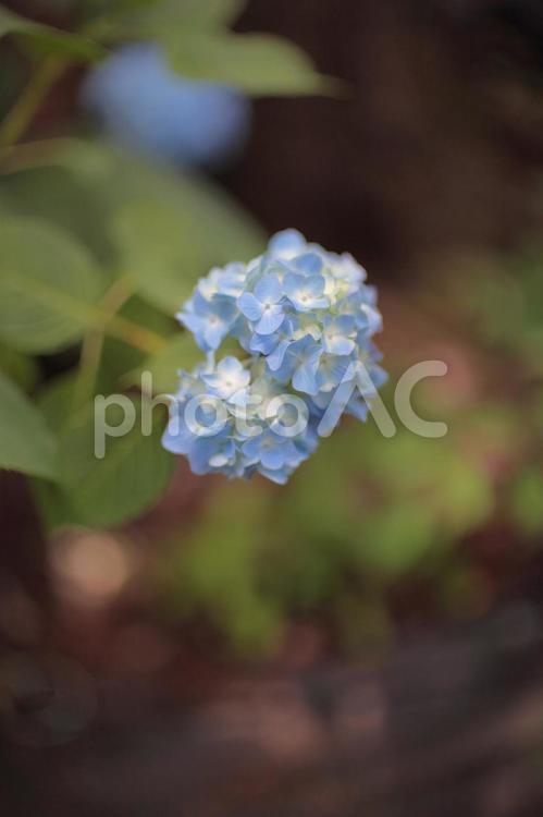 あじさい（英名　hydrangea） hydrangea,あじさい,紫陽花の写真素材