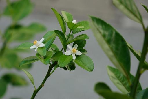 沖縄の恵み、シークワーサーの花 柑橘類,白い花,フレッシュの写真素材