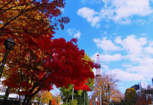 札幌　大通り公園  紅葉 秋,札幌市,公園の写真素材