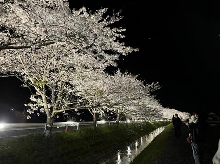 夜桜 夜桜の写真