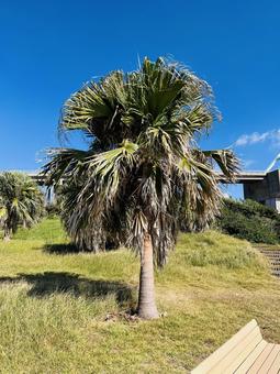 海辺にある木 木,海辺にある木,大きな木の写真素材