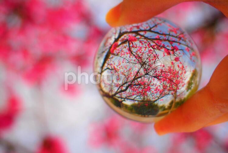 ガラスボールの中のハナモモ（花桃） ハナモモ,花桃,ビー玉の写真素材
