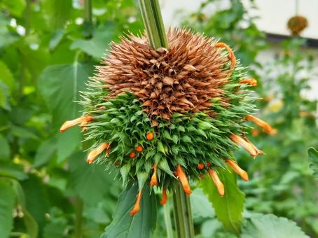 橙紅色の花が火炎のように見える 橙紅色の花が火炎のように見えるの写真