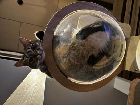 宇宙船のなかの猫 キジトラ,猫,ネコの写真素材