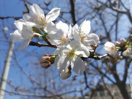 桜 桜の写真