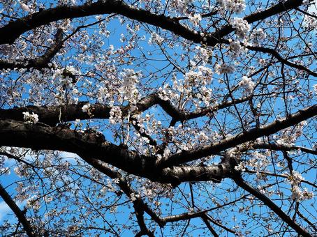 桜_県境の遊歩道_8 桜_県境の遊歩道_8の写真