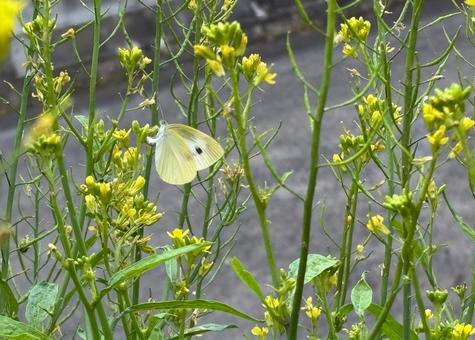 Cabbage white butterfly laying eggs on mustard, JPG Cabbage white butterfly laying eggs on mustard, JPG