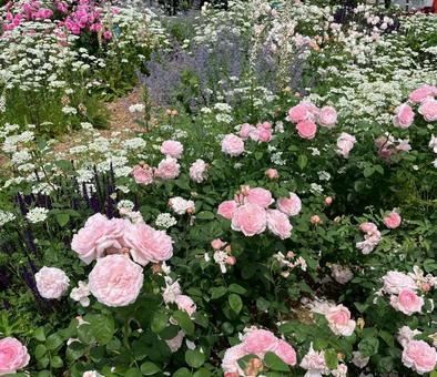 花壇 花壇の写真