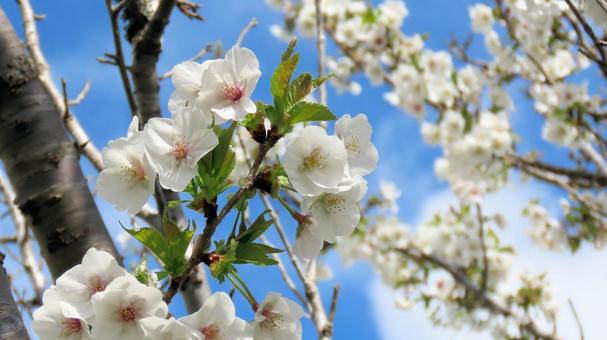 里山で新芽吹く新緑の桜葉と桜の花 里山で新芽吹く新緑の桜葉と桜の花の写真
